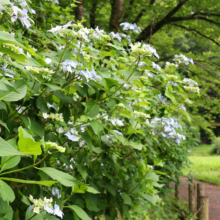 羊山公園ガクアジサイの画像