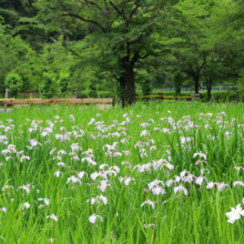 羊山公園花菖蒲の画像