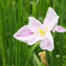 羊山公園花菖蒲の画像