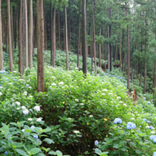 金沢浦山アジサイの画像