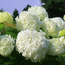 花の里アナベルの画像