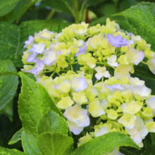 花の里アジサイの画像