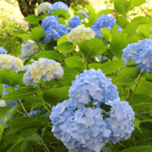 花の里アジサイの画像