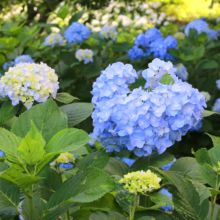 花の里アジサイの画像