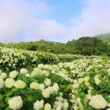 花の里アナベルの画像