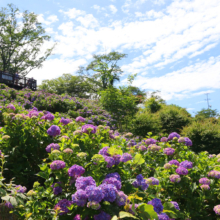 美の山公園アジサイの画像