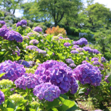 美の山公園アジサイの画像