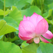 花ハス園の画像