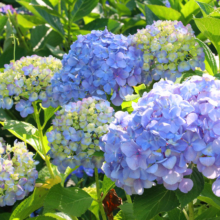 美の山公園アジサイの画像