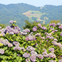 美の山公園アジサイの画像