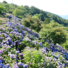 美の山公園アジサイの画像