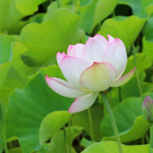 花ハス園の画像