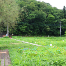 花ハス園の画像