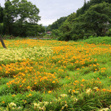 皆野町金沢ヘメロカリス