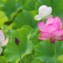 花ハス園の画像