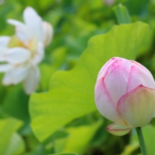 花ハス園の画像