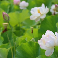 花ハス園の画像