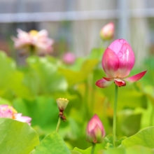 花ハス園の画像