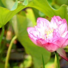 花ハス園の画像