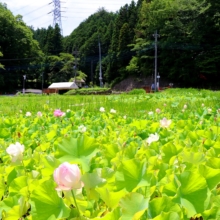 花ハス園の画像