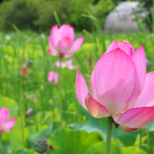 花ハス園の画像