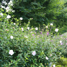 ムクゲ自然公園 ムクゲの画像