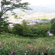 ムクゲ自然公園 ムクゲの画像