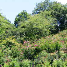 ムクゲ自然公園 ムクゲの画像