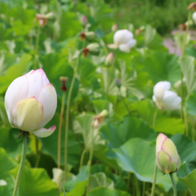 花ハス園の画像