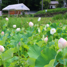 花ハス園の画像