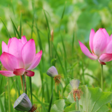 花ハス園の画像