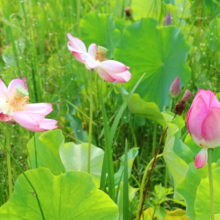 花ハス園の画像