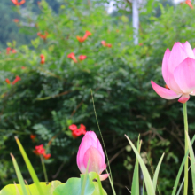 花ハス園の画像