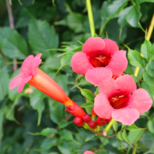 花ハス園の画像