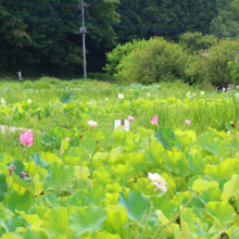 花ハス園の画像