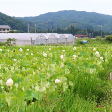 花ハス園の画像