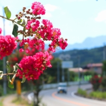 吉田サルスベリ街道