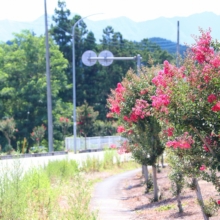 吉田サルスベリ街道