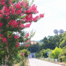 吉田サルスベリ街道