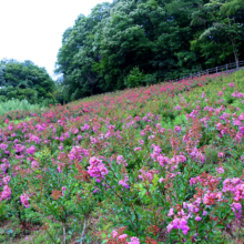 秩父ミューズパーク サルスベリの画像