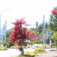 吉田サルスベリ街道