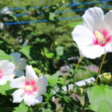 ムクゲ自然公園 ムクゲの画像