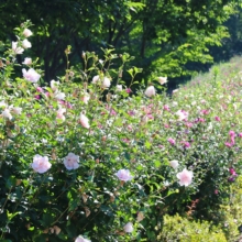 ムクゲ自然公園 ムクゲの画像