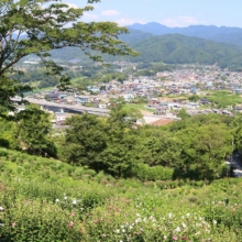 ムクゲ自然公園 ムクゲの画像