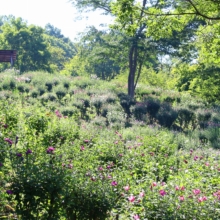 ムクゲ自然公園 ムクゲの画像