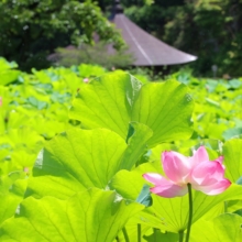 札所25番久昌寺 古代ハスの画像