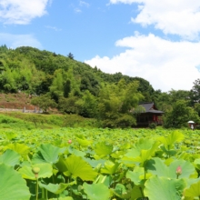 札所25番久昌寺 古代ハスの画像