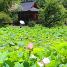 札所25番久昌寺 古代ハスの画像