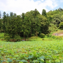 札所25番久昌寺 古代ハスの画像