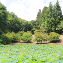 札所25番久昌寺 古代ハスの画像